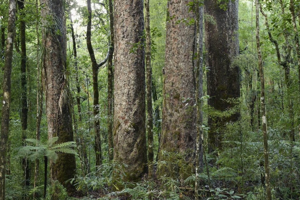 Awe-inspiring mature kauri trees in Puketi Forest.